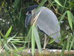 Boat-billed Heron    